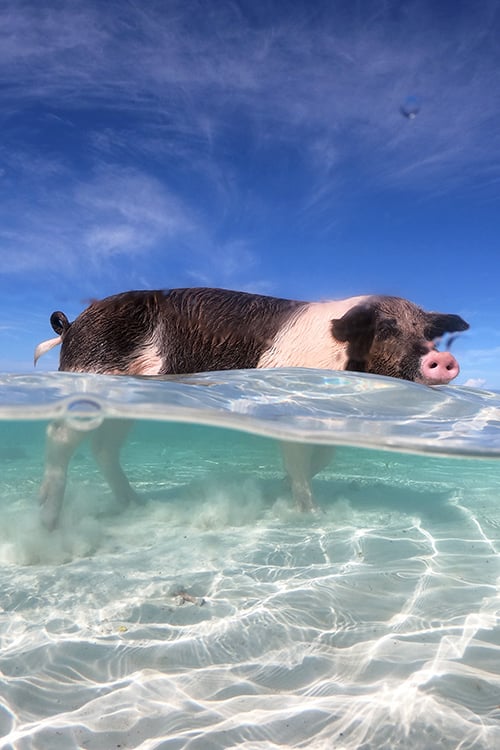 The Best Time To Visit Pig Beach