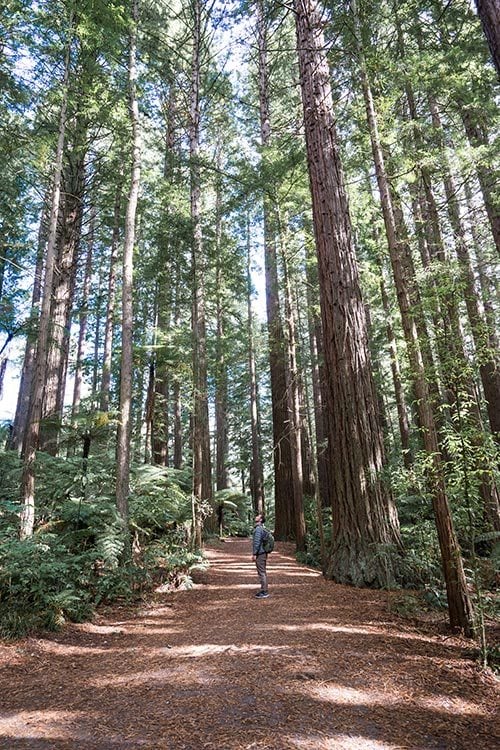 The Redwoods at Whakarewarewa Forest Rotorua New Zealand