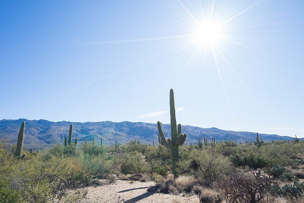 Saguaro National Park in Tucson, Arizona