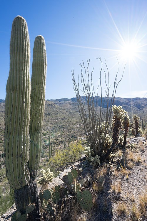 The Perfect Weekend in Tucson, Arizona