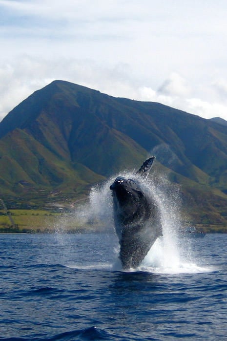 winter maui activities whale watching