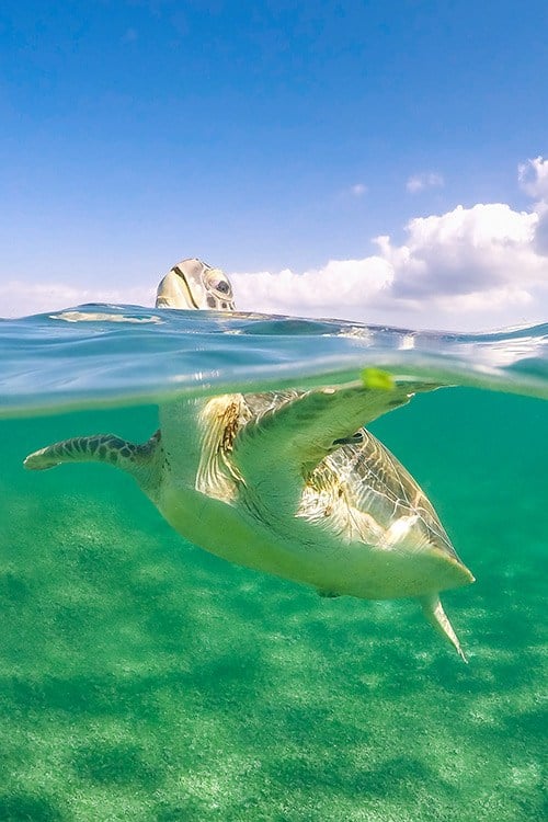 Akumal Bay Snorkeling With Turtles